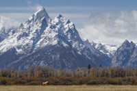A Horse In Front Of The Grand Teton Fine Art Print