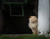 Barn Cat 2 Fine Art Print