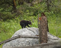Bear Cub On Rock Fine Art Print