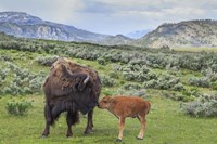 Bison And Calf (YNP) Fine Art Print