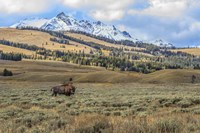Bison By Electric Peak (YNP) Fine Art Print