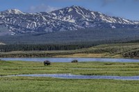Bison By River Fine Art Print