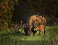 Bison Cow And Calf Fine Art Print