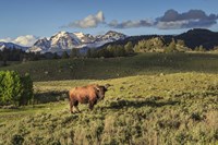 Bison In Yellowstone Fine Art Print