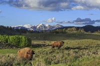 Bison With Mountains (YNP) Fine Art Print