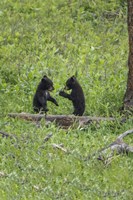 Black Bear Cubs (YNP) Fine Art Print