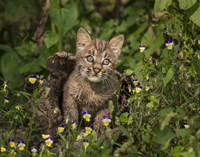 Bobcat Kitten In Wildflowers Fine Art Print