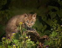 Bobcat Kitten Poses On Log Fine Art Print