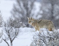 Coyote In Snow Fine Art Print