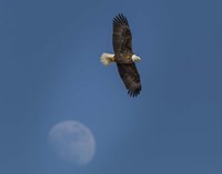Eagle And Moon Fine Art Print