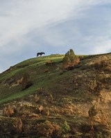 Horse On Hill (TRNP) Fine Art Print