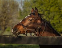 Horse Portrait Fine Art Print