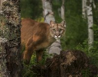 Inquistive Mountain Lion Fine Art Print