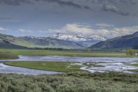 Lamar Valley (YNP) Fine Art Print