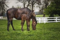Mare And Foal Together Fine Art Print
