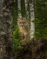 Mountain Lion Forest Pose Fine Art Print