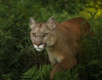 Mountain Lion On The Prowl Fine Art Print