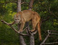 Mountain Lion Stare Fine Art Print