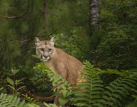 Mountain Lion With Ferns Fine Art Print