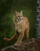 Proud Mountain Lion 2 Fine Art Print