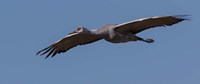 Sandhill Crane In Flight Fine Art Print