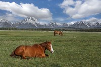 Teton Horses Fine Art Print