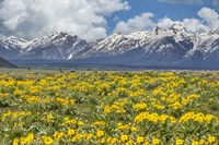 Wild Flowers With Mountains (YNP) Fine Art Print
