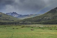 Yellowstone Bison With Rainbow Fine Art Print