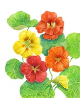 Nasturtiums Fine Art Print