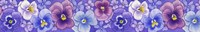 Pansies border Fine Art Print