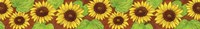 Sunflower border Fine Art Print
