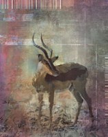 Africa Antelope Fine Art Print