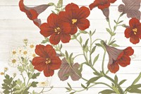 Summer Salpiglossis Cottage Fine Art Print