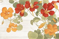 Summer Nasturtiums Cottage Fine Art Print