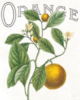 Classic Citrus VI Fine Art Print