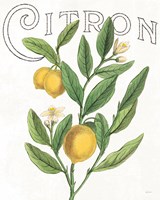 Classic Citrus V Framed Print