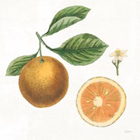 Classic Citrus IV Framed Print