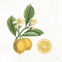Classic Citrus I Fine Art Print