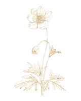 Gilded Botanical II Fine Art Print