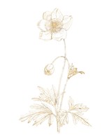 Gilded Botanical II Fine Art Print