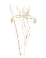 Gilded Botanical III Fine Art Print