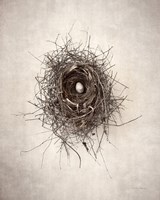 Nest I Fine Art Print