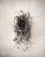 Nest II Fine Art Print