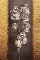 Cymbidium Decor Fine Art Print