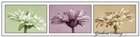 Gerbera Balance Fine Art Print