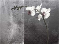 Phalaenopsis Left Fine Art Print