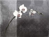 Phalaenopsis Right Fine Art Print