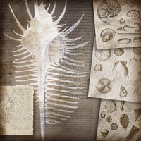 Combshell I Fine Art Print