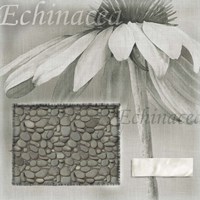 Echinacea I Fine Art Print
