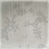 Echinacea II Fine Art Print